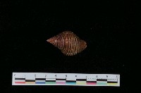 藏品(粗紋峨螺)的圖片